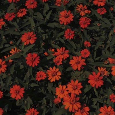 kok综合体育官方app下载